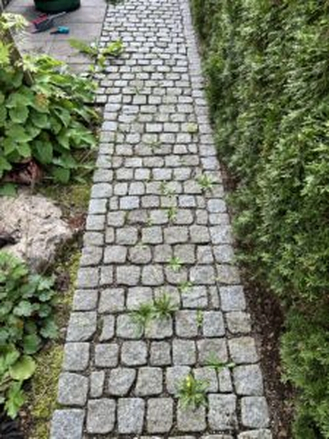 DG Hofservice - Hof und Pflasterreinigung - gepflasterter Gartenweg vor der Reinigung